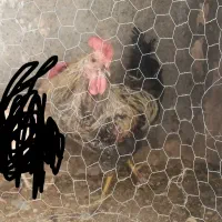 دوعدد مرغ و خروس جوان