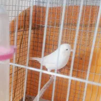 جوجه قناری نر سفید ، سهره زرد نر