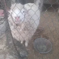 ۳ جفت بره ایرلند فرانسوی
