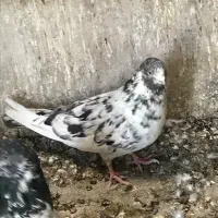 نر سرور
