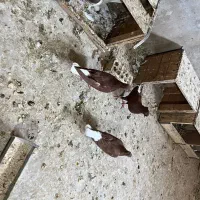 کبوتر سرخ دوم سفید