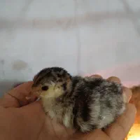جوجه بوقلمون