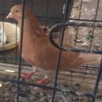 کبوتر گمشده