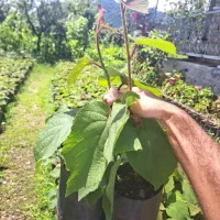نهال کیوی خیاری آماده پیوند ۹۰