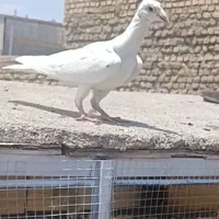 کبوتر سفید،سار