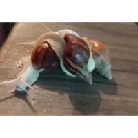 حلزون آلبینو آچاتینا