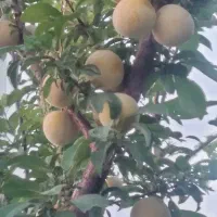 ویلاباغ-درروستای-جنت-ابادقم