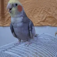 عروس هلندی نر ابلغ سخنگو