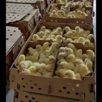 فروش جوجه گوشتی یکروز راس پلاس کاب ایندین