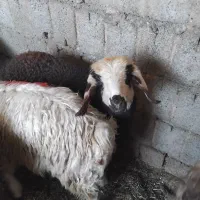 بره نر داشتی کشتاری میش