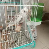 عروس هلندی آلبینو دوکت ماده