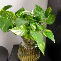 قلمه پتوس ابلق با ریشه