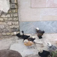 جوجه لهستانی