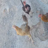 وارگ تخمگذار