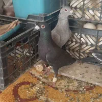 کبوتر