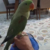 شاه طوطی