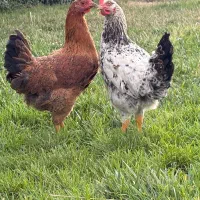 مرغ و خروس