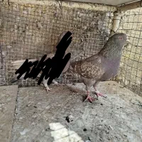 دوجفت دهن خورده و نر سرور تکی