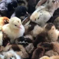 فروش جوجه های گلپایگانی