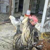 خروس گلین ۶ ماهه واکسن خورده