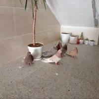 سرور بلند وطوقی سرور کاکلی
