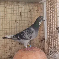 کبوتر مسابقه
