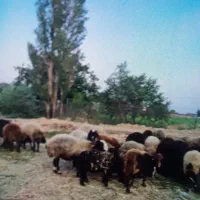 بره نر قوچی  و بره ماده اصیل شال