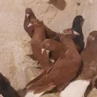 سرخ دمسفید