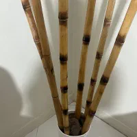 چوب بامبو|صنایع دستی و سایر لوازم تزئینی|کرج, کوی امامیه|دیوار