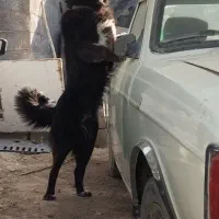 یک جفت نر لاس