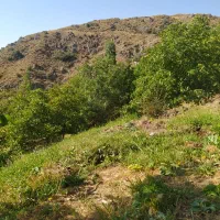 فروش علوفه