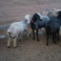 بره شال