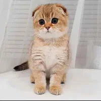 گوربه