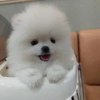 توله های پامر