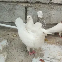 کبوتر