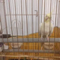 عروس هلندی سخنگو