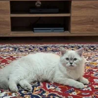 گربه میکس اسکاتیش پرشین