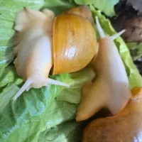 اچاتینای خانگی
