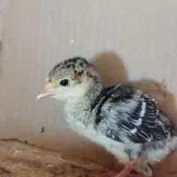 جوجه بوقلمون