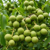 نهال گردو  پیوندی فرنور ، چندلر بادام  پسته و ...