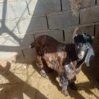 دو بزغاله نر ماده