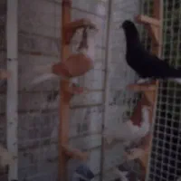 کبوتر یا کفتر شهری