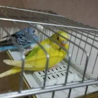 مرغ عشق