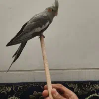 عروس هلندی