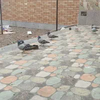 کفتر خرقه