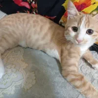 گربه نارنجی ماده