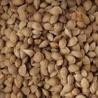 فروش هسته زردآلو6تن