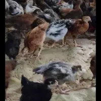 جوجه دورگ