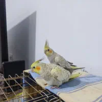 دو عدد جوجه عروس هلندی پنج ماهه