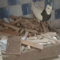 کفتر طوقی با کله دم سبز